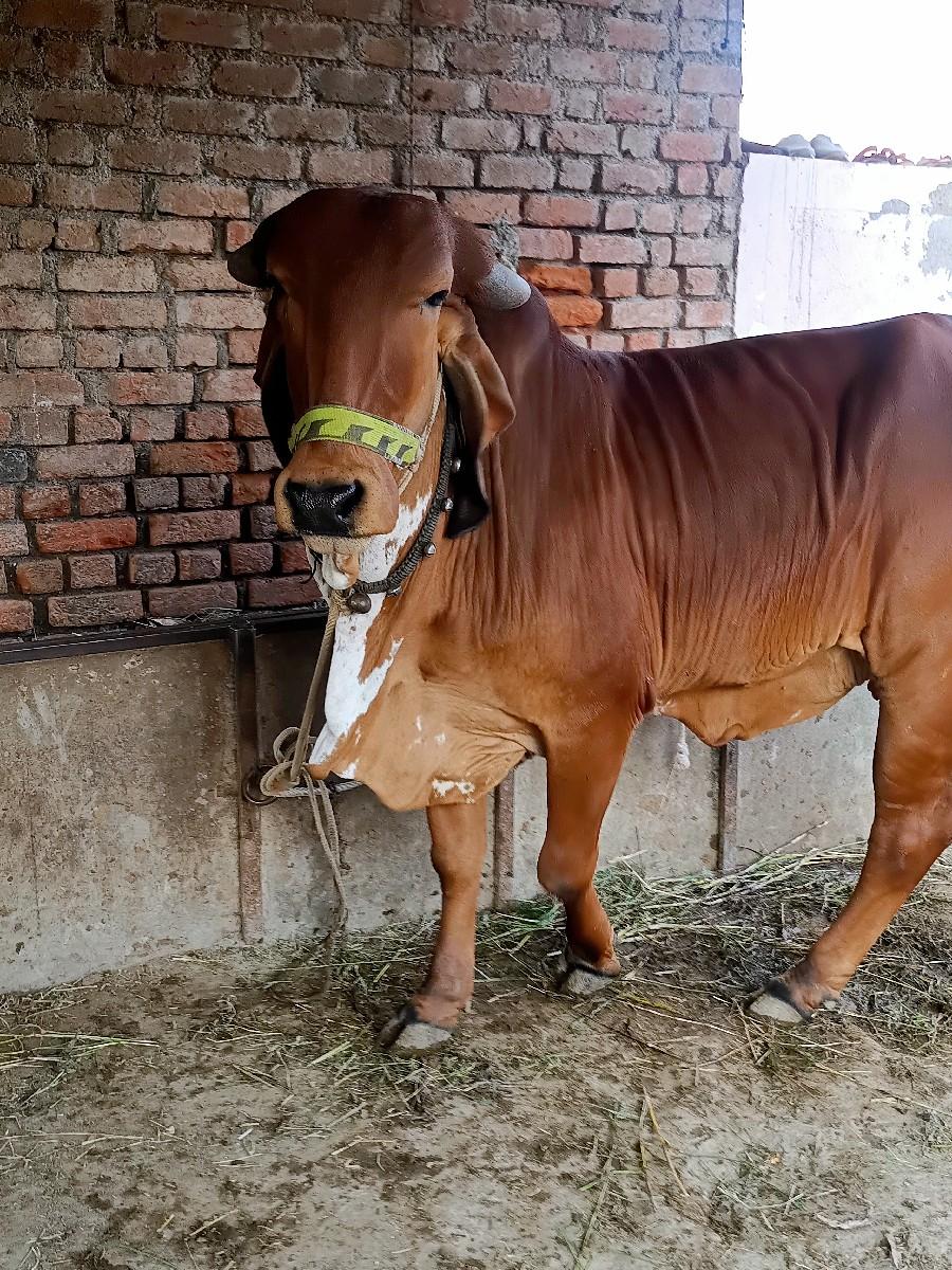 2 દાતે થઇ