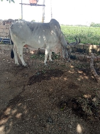 થંબનેલ 2