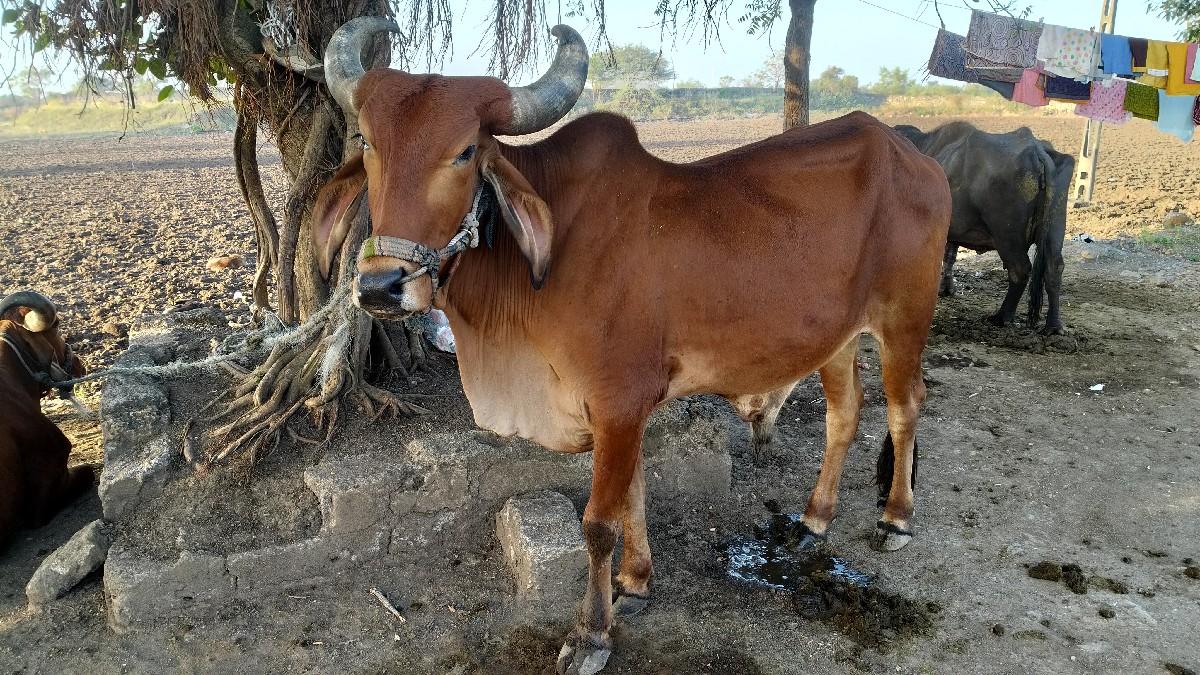 थंबनेल 3