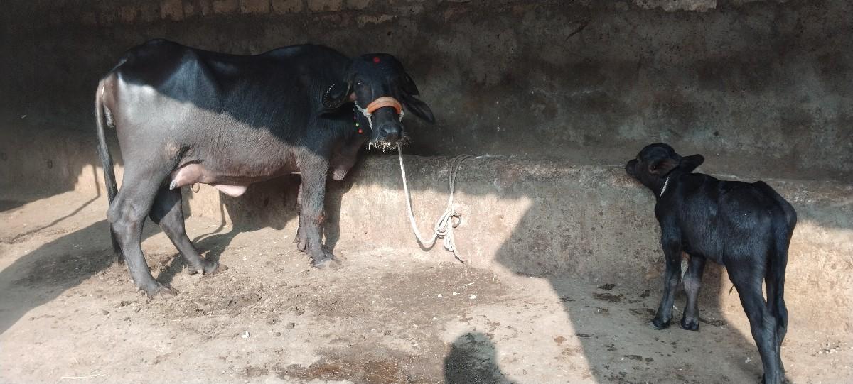 थंबनेल 2