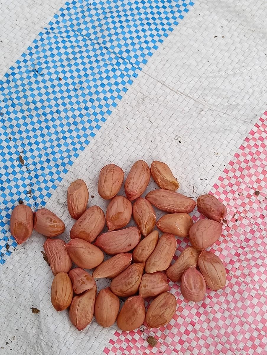 માંડવી બીયારણ માં દેવાનીસે