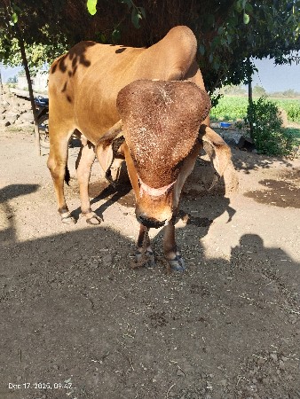 થંબનેલ 3