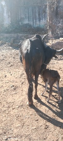 થંબનેલ 3