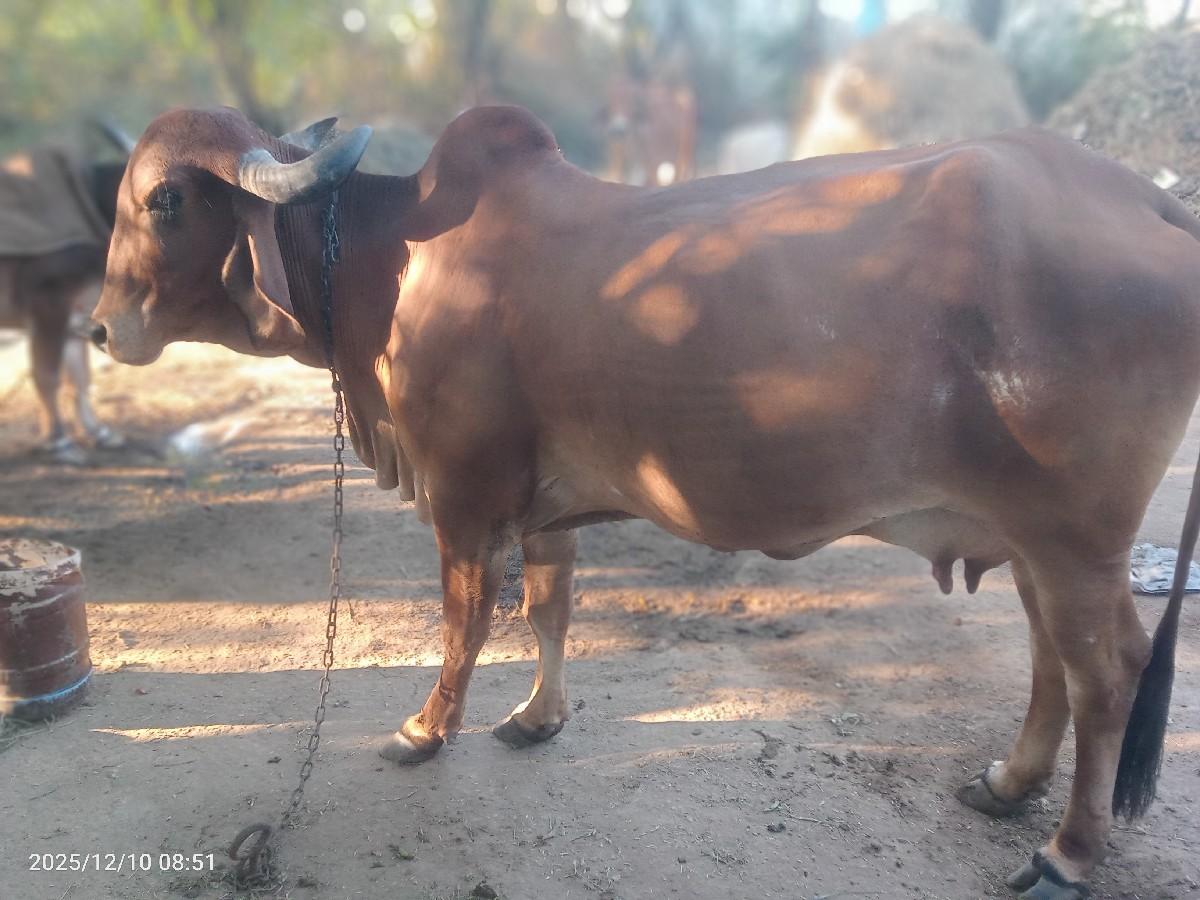 થંબનેલ 2