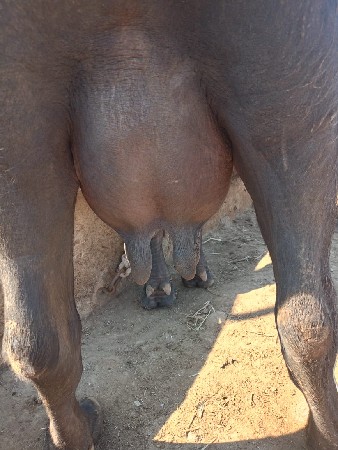 ભેંસ વેચવાની છે