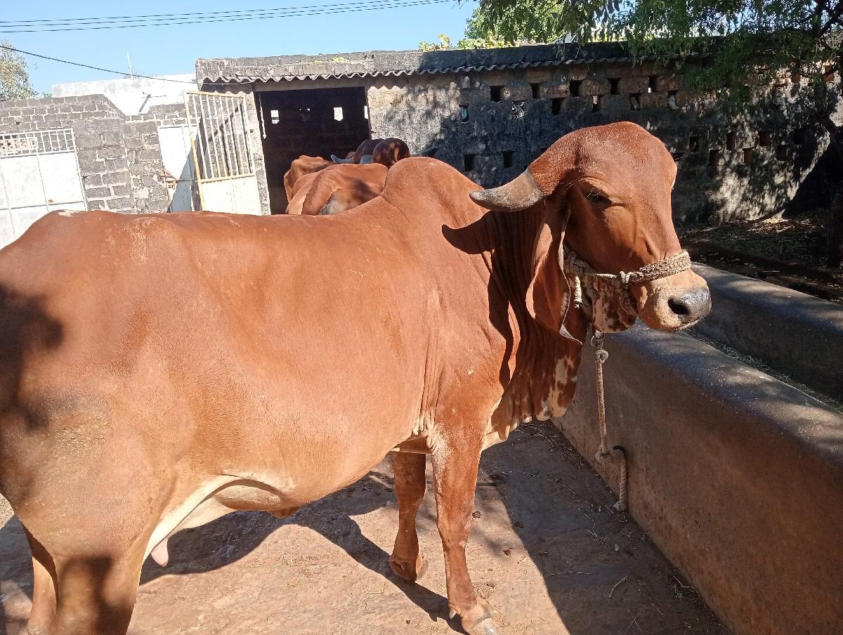 થંબનેલ 2