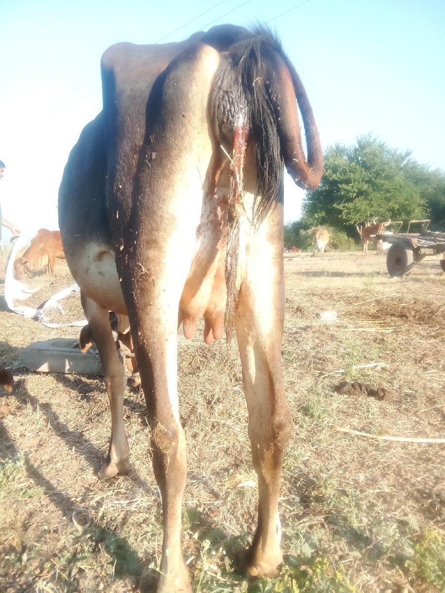 થંબનેલ 3