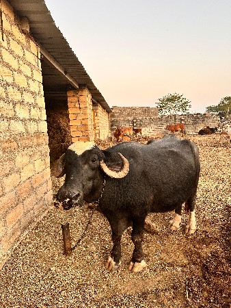 વેચવાની છે