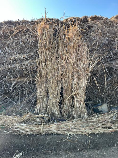 જવાર વેસવા ની છે