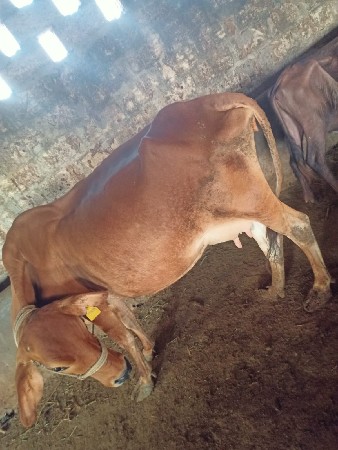 આ ગાય વેસવાની સે