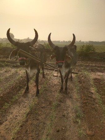 ગોધલા વેચવાના છે હાલ તા છે