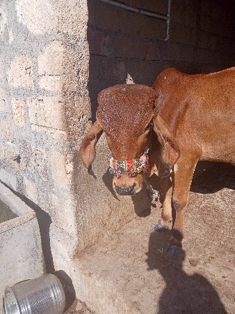 વાસડી વેચવાની સે