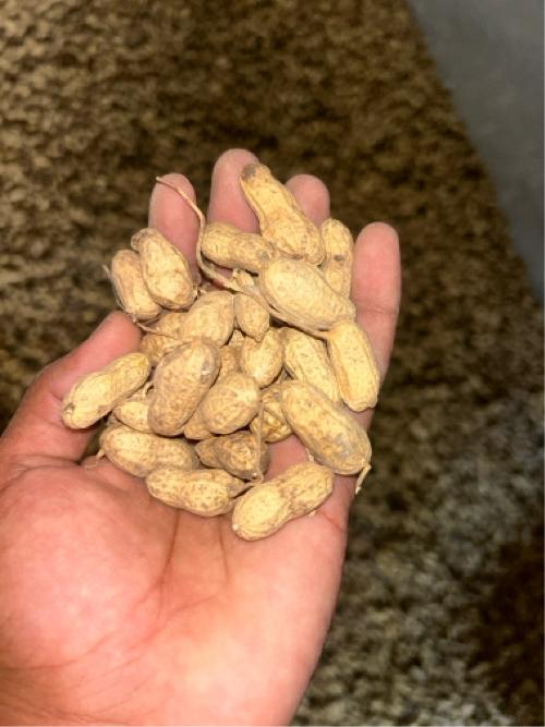 કોરી મગફળી 11 નંબર