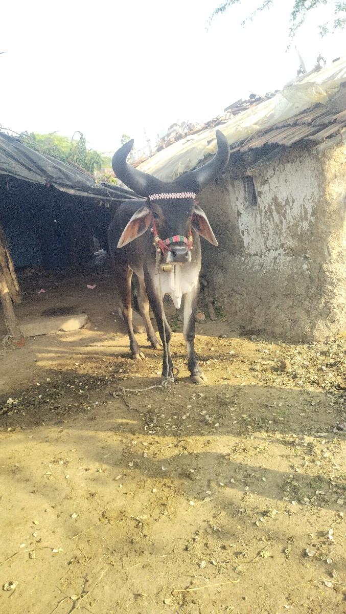 थंबनेल 2