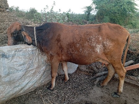 થંબનેલ 3