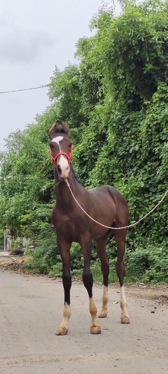 थंबनेल 3