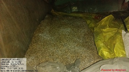 39 માડવીનૂ  બિયારણ