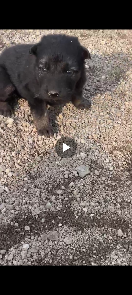 German shepherd, puppy