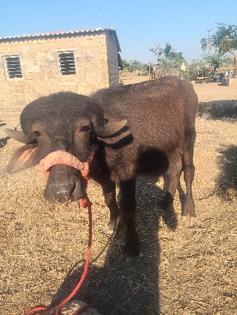 थंबनेल 3