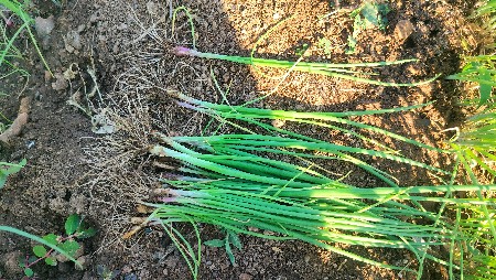 થંબનેલ 3