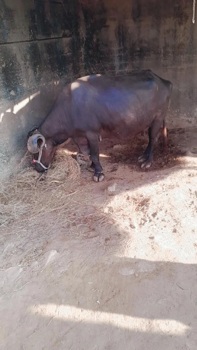 ભેસ?વેસવા નિ સે