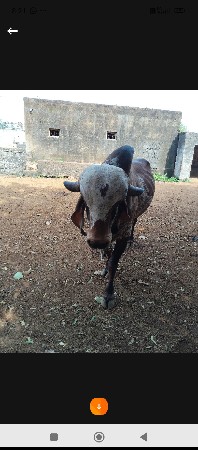 આ દેવાનો છે