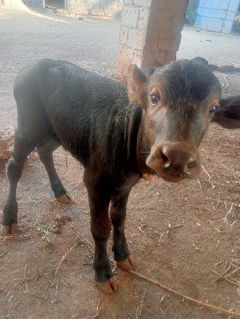 થંબનેલ 3