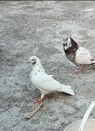 થંબનેલ 3