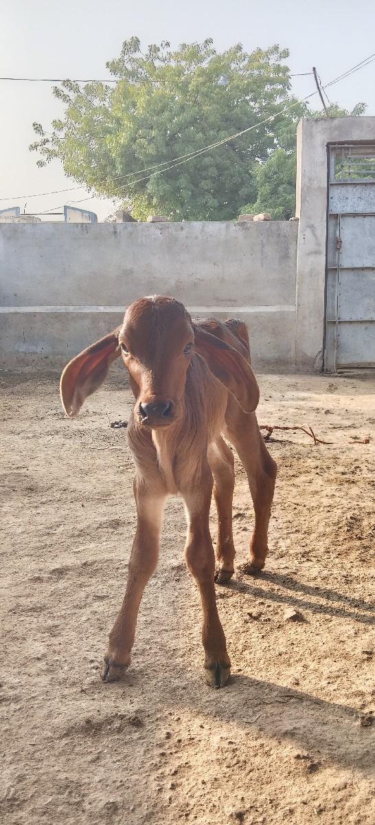 થંબનેલ 3