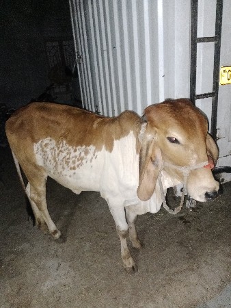 थंबनेल 3