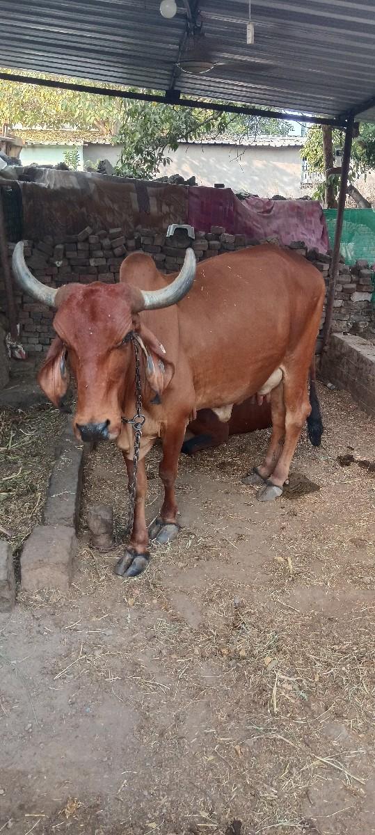 ગાય અને વાછડી વેચવાની છે