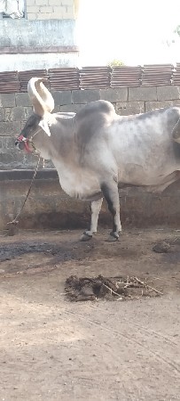 બળદ દેવા ના સે