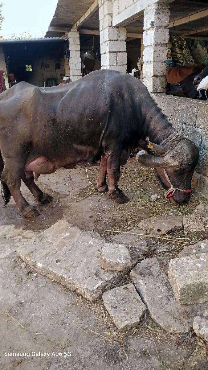 ત્રીજૂ.વેતરવાછે