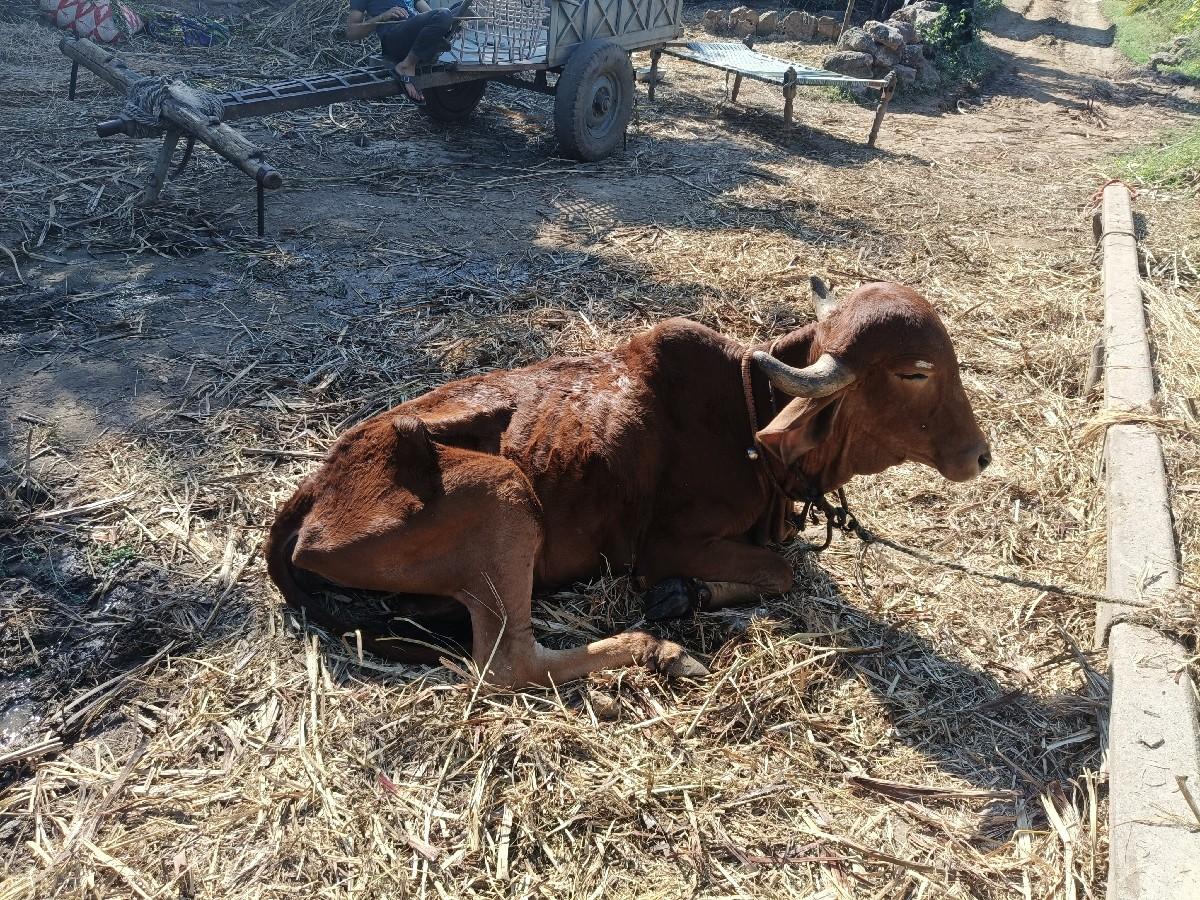 थंबनेल 3