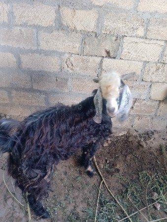 થંબનેલ 3