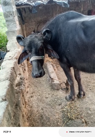 थंबनेल 2