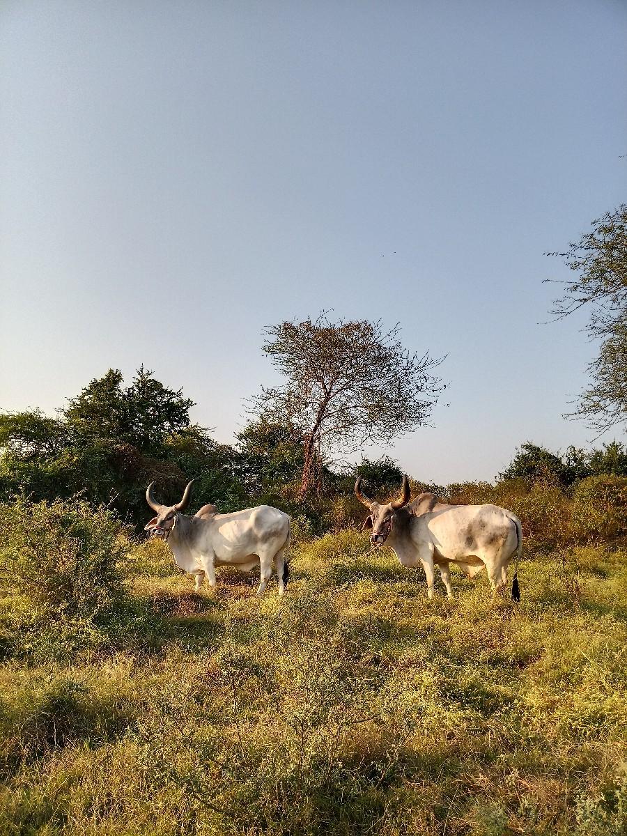 વેચવાના છે