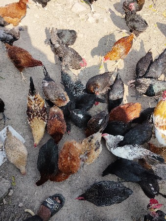 थंबनेल 2