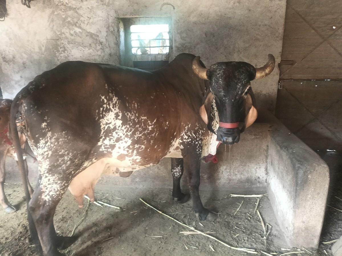 બે ગાઇ વેસવાની છે