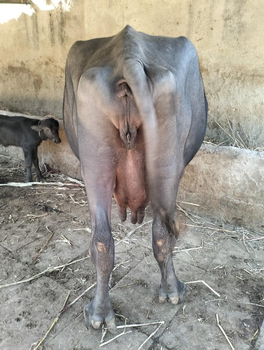 थंबनेल 3