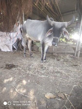 ગાય વેસવાની   છે