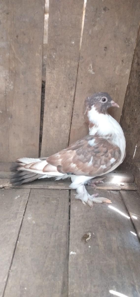 થંબનેલ 2