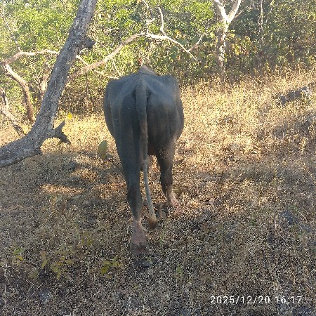 વેચવા નો છે