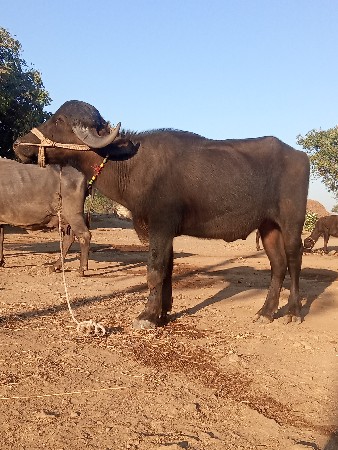 થંબનેલ 2