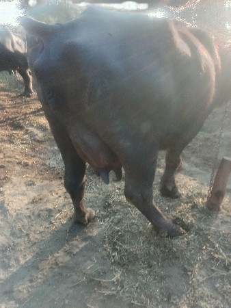 ભેંસ વેચવાની સે