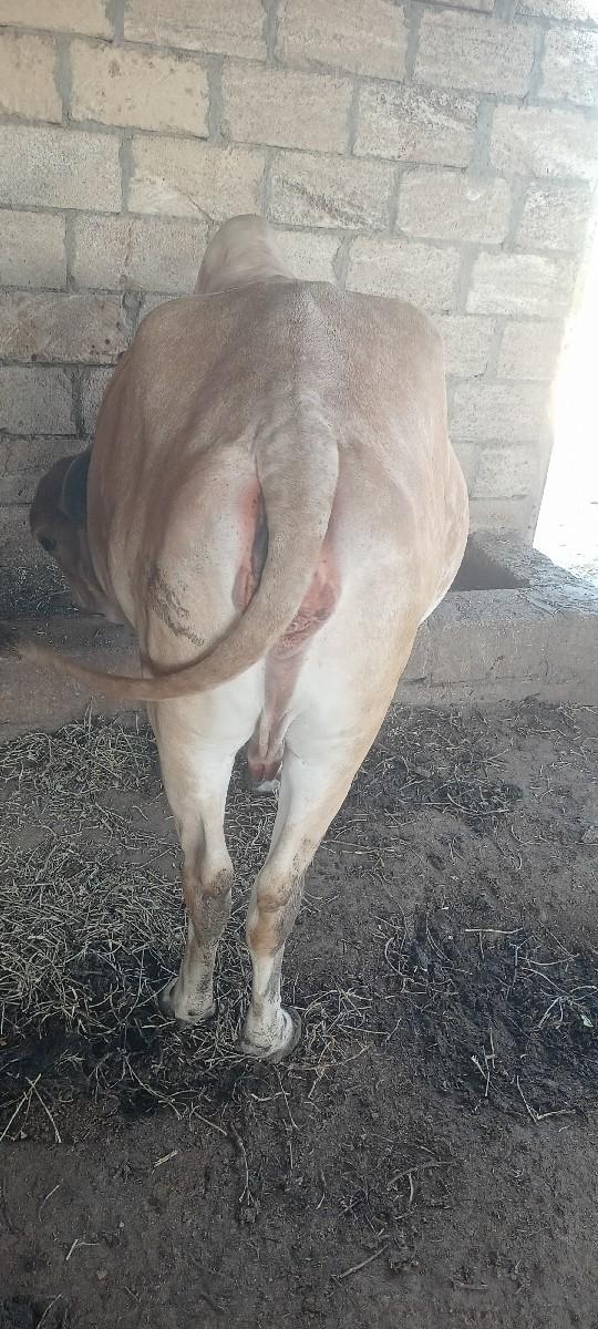 थंबनेल 2