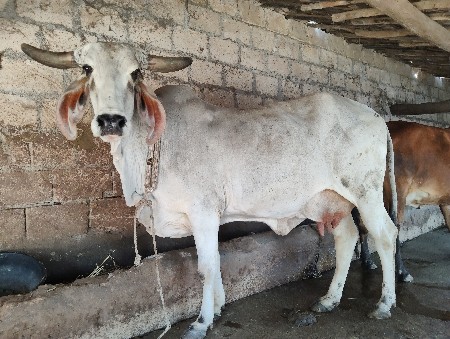 બે ગાયૂ વેચવાની છે