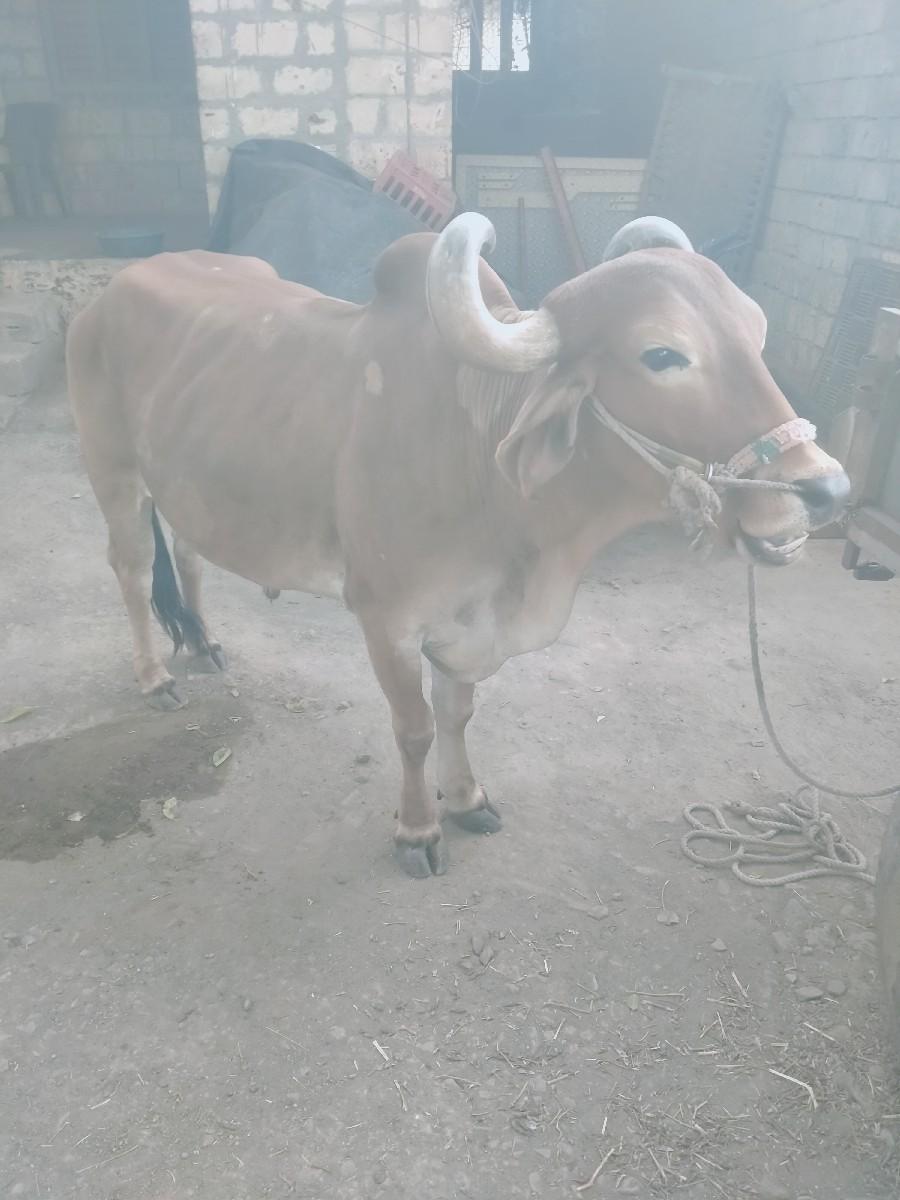 थंबनेल 2