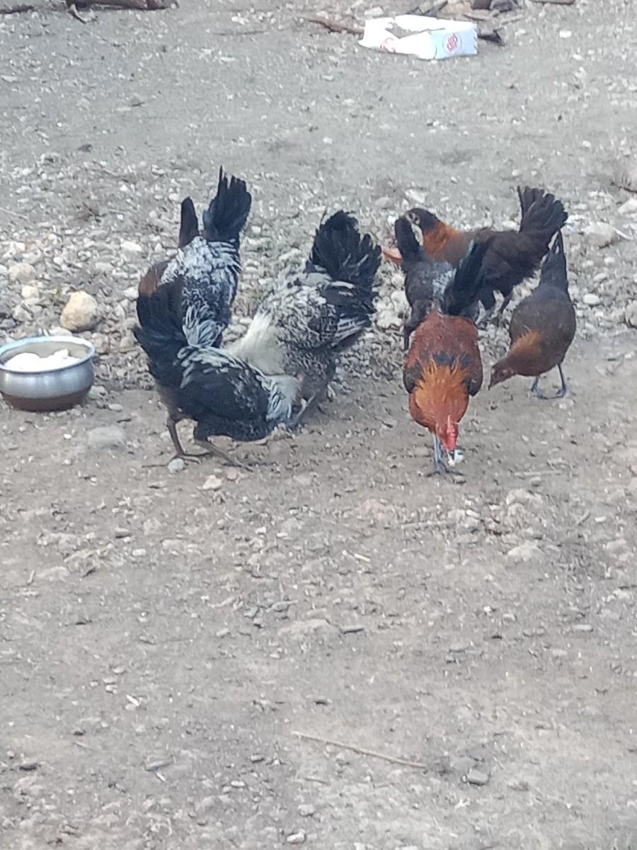 थंबनेल 3