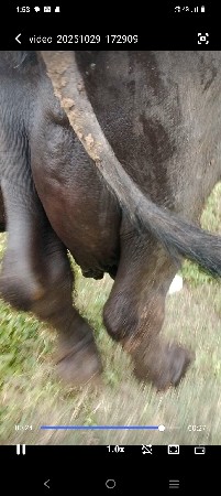 ભેંસ વેચવાની છે